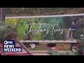 How a Christmas tree farm in North Carolina overcame Hurricane Helene’s destruction