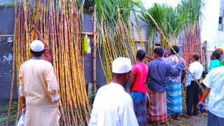 লাভজনক আখ চাষে কৃষকের ভাগ্য বদল, এবার ভালো দাম পাচ্ছেন কৃষক | Profitable sugarcane cultivation