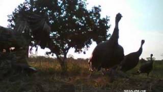 The I-KAM view of the Ocellated Turkey