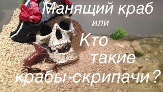 Манящий краб или Кто такие крабы - скрипачи ?