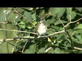 grÅ flugsnappare spotted flycatcher mucicapa striata klipp 1293