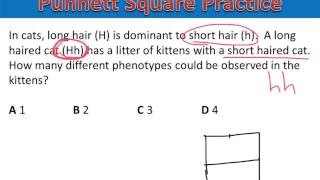 Punnett Square Practice #2