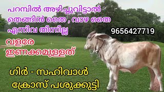 ഗിർ - സഹിവാൾ ക്രോസ് പശുക്കുട്ടി / മലപ്പുറം /9656427719