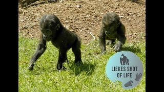 GORILLA TWINS PLAYING WITH SIBLINGS