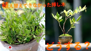 What to do with cuttings that you forgot to repot? [Bonsai Q] [Lespedeza buergeri]