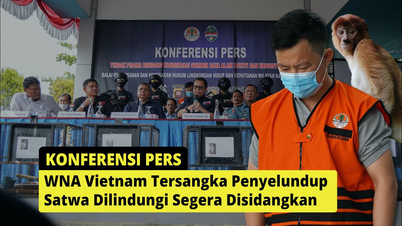 GAKKUM KLHK: WNA VIETNAM TERSANGKA PENYELUNDUP SATWA DILINDUNGI SEGERA ...