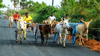 மணக்கரை சின்ன மாடு தூத்துக்குடி மாவட்டம் (28-08-2019)-jawaharstudio