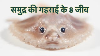 समुद्र की गहराई के 8 जीव | 8 Creatures of the Deep of the ocean