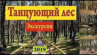 Танцующий лес на Куршской косе. Экскурсии по Калининградской области 2019.