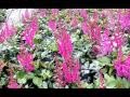 Best Perennials - Astilbe Vision In Red (False Spirea)