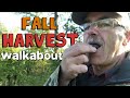 Walkabout Fall Harvest