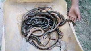 Wow! Amazing Fishing Eels by Trap - Catch Eels by Trap - How to Catch Eels