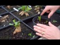 How to take dahlia cuttings