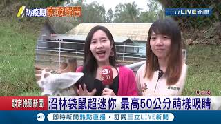 連假首日遊園區看全台唯一的藪貓！現場採半開放式觀賞..讓遊客近距離餵食羊駝等動物｜記者 賴碧香 連冠智｜【玩樂freestyle】20200402｜三立新聞台