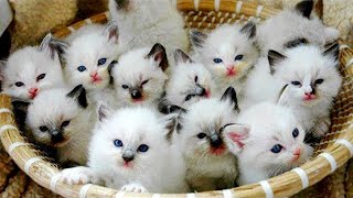 BEST FUNNY CATS COMPILATION 2022😂| Cute and Funny Cat Videos to Keep You Smiling!😻