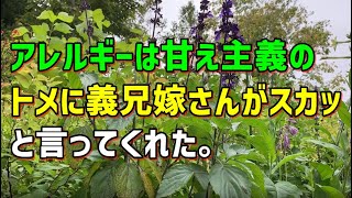 【スカッとひろゆき】アレルギーは甘え主義のトメに義兄嫁さんがスカッと言ってくれた。