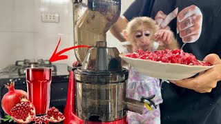 Abi monkey gets to taste delicious juice for the first time