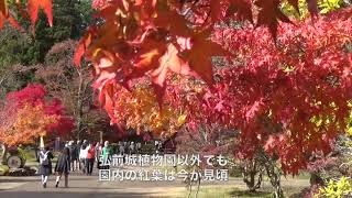 ついに最終日　弘前城菊と紅葉まつり