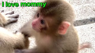 【SNOW  MONKEYS】255 ( baby life) official Jigokudani Onsen Korakukan monkey park 雪猿　地獄谷　後楽館　野猿公苑