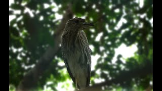 Amazing night Heron bird.