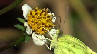 30秒の心象風景12882・吻で探る～キチョウ～