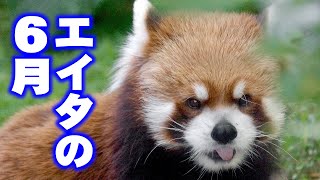 【円山動物園のレッサーパンダ】エイタの6月　Red Panda EITA at Maruyama Zoo