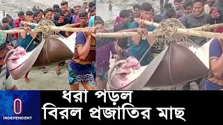 এমন মাছ সহজে দেখা যায় না ll Big Fish ll Lakshmipur