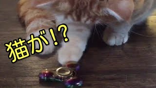 【驚愕】ハンドスピナーを回す猫が超可愛い!? ―Funny cat turning hand spinner