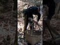 Machete Chop Fresh Bamboo Shoot #farming #amazing #bamboo #viral #fruit #farmlife #viralvideo #food