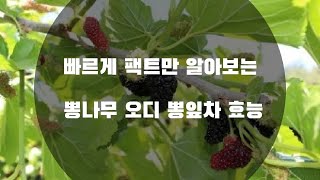 뽕나무 오디 뽕잎차 효능 , The effectiveness of mulberry mulberry leaf tea