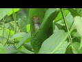 tailorbird building nest