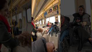 Train interactions with my dog!! #youtubeshorts #viral #doglover #dogoftheday #puppy #train #subway