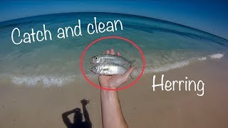 Perth Herring Fishing Catch and Clean (Tommy Ruff)