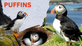 Puffins- Could Careless Behavior Be Destroying them? The Shocking Truth You Need to Know!  #puffins