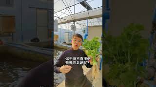 Aquaponics鱼菜共生可比营养液栽培高级多了