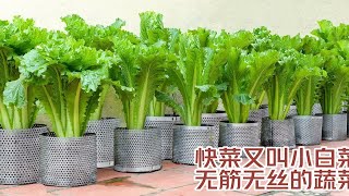 快菜又叫小白菜，是一种无筋无丝的绿色蔬菜！