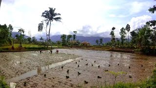 Suasana Pedesaan Pagi Hari Dengan Aktivitas Warga Desa | pedesaan Sunda Jawa barat