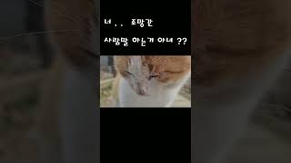 세상 대답 잘하는 길고양이  (대답냥이. .상위 몇프로쯤 ??) #shorts