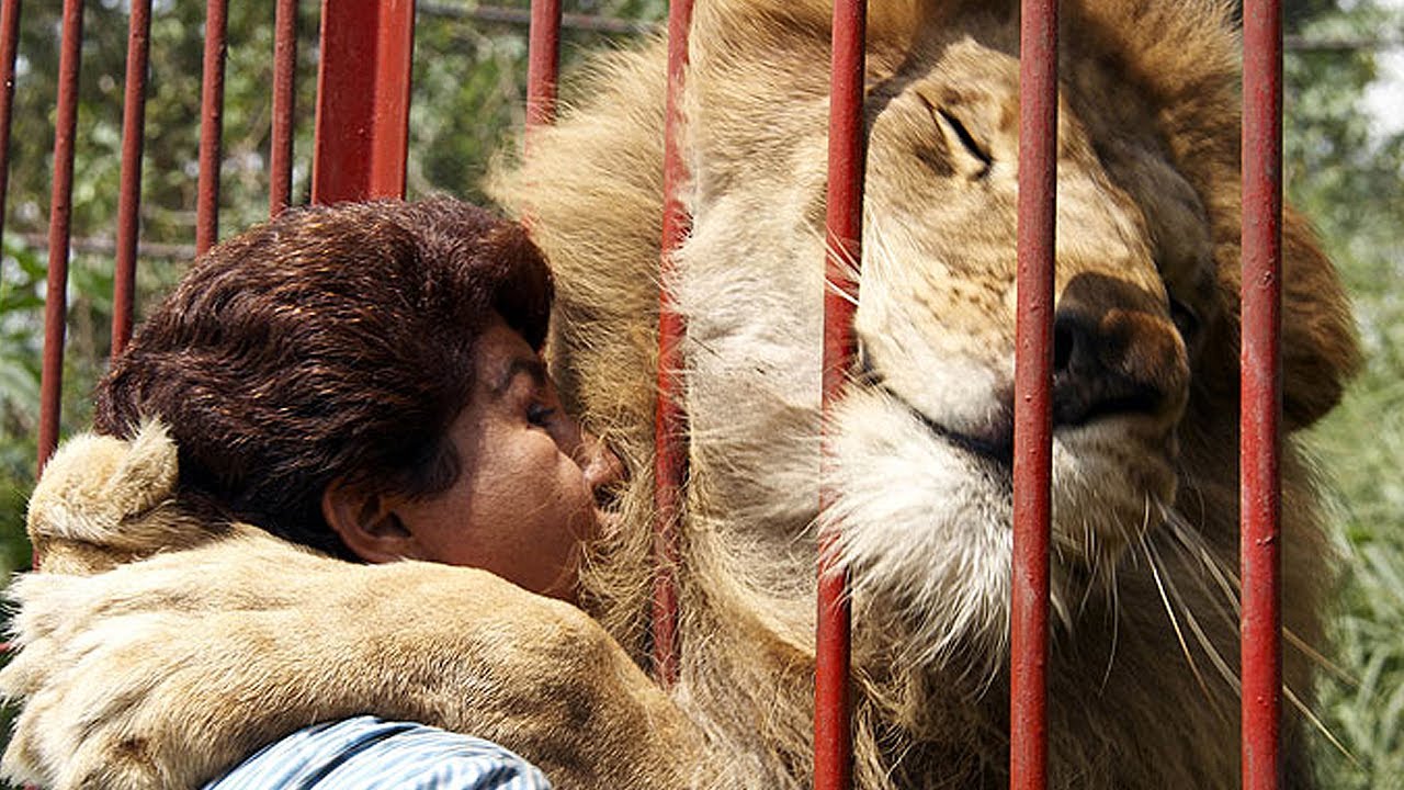 How To Hug A Lion Youtube
