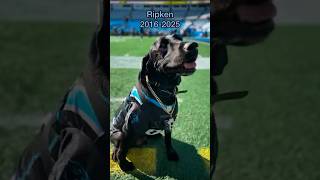 Ripken, the beloved Labrador Retriever known from Durham Bulls and NC State games, has passed away