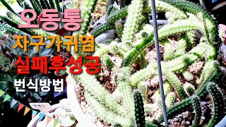 손가락선인장🎈백단선인장 키우기 번식방법 물주는시기Succulent plant