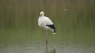 東方白鸛 Oriental Stork