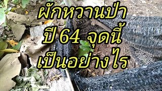 ผักหวานป่าปี64จุดนี้เป็นอย่างไร@Boonta thasa thasa.