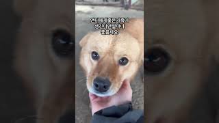 애교쟁이재간둥이-앤디의평생가족이되어주세요-실물이훨씬이쁜-착한천사앤디에게-행복한견생의-기적을기도합니다🙏🏻#성주보호소#유기견#유기견입양#포인핸드#사지말고입양하세요#pets