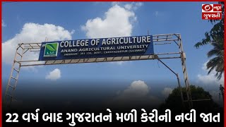 22 વર્ષ બાદ ગુજરાતને મળી કેરીની નવી જાત #news