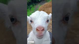 Cute Viral Goat 🐑🐏🐑 #shorts