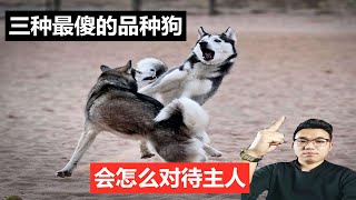 三种最傻的狗雪橇犬三傻，看看老二哈士奇会对主人做什么