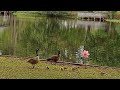 Geese Family and Friends Enjoying  The  Weather!/Imelda Ingram USA #geese #family