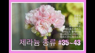 제라늄 종류 (#35~43) ㅣ Types of pelargoniums