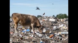 В Енисейске полигон для временного хранения мусора превратился в огромную свалку